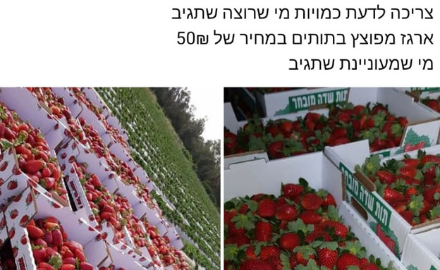 מכירת תותים בשחור (צילום: צילום מסך)