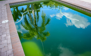 מים ירוקים בבריכה (צילום:  Art_rich, Shutterstock)