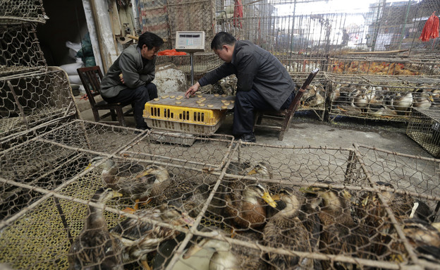 שוק חיות הבר בוואהן, סין (צילום: רויטרס)