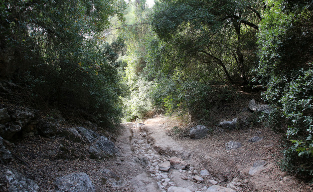 נחל ברק בן אבינעם (צילום: יעקב שקולניק, ארכיון הצילומים של קק"ל)