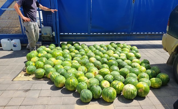 גנבת אבטיחים בצפון (צילום: דוברות המשטרה, משטרת ישראל)