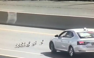 אווזים בכביש החוף