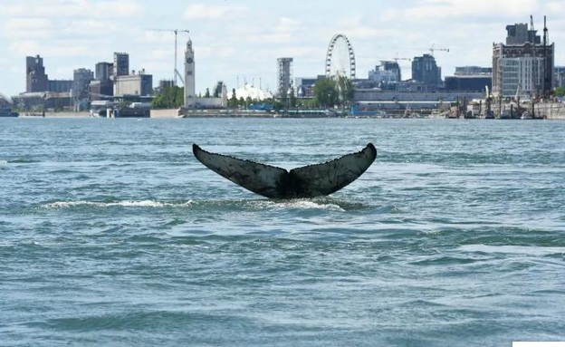 לווייתן גדול סנפיר במונטריאול (צילום: Réseau québécois d'urgences pour les mammifères marins)