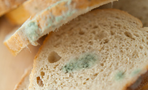 עובש בלחם (צילום:  JoannaTkaczuk, shutterstock)
