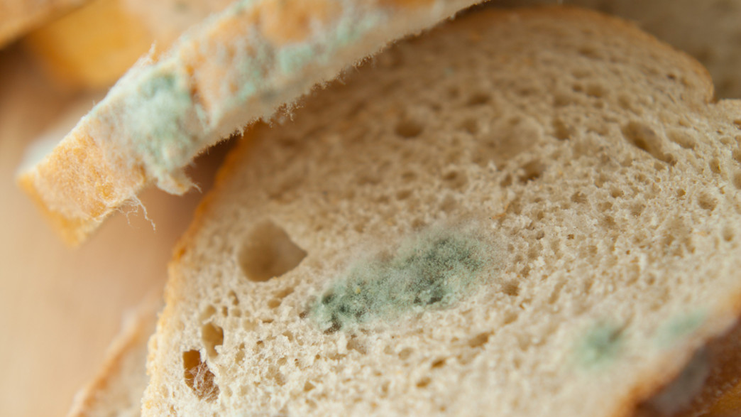 עובש בלחם (צילום:  JoannaTkaczuk, shutterstock)