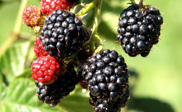 קטיף דובדבנים בצפון