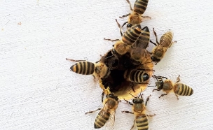 דבורים (צילום: boba-jaglicic-unsplash)