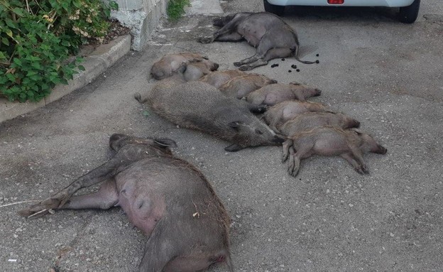 11 חזירי הבר שנמצאו מתים בנשר (צילום: רשות הטבע והגנים)