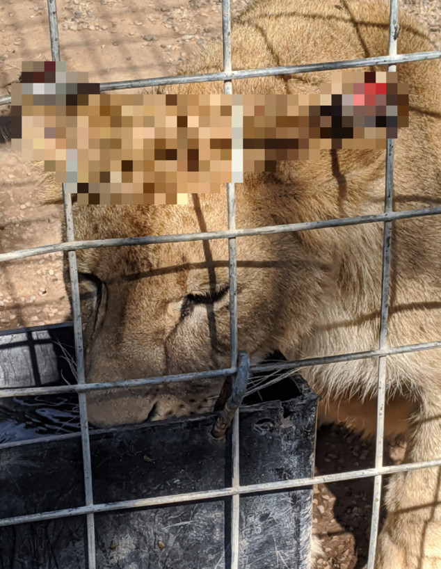 גן החיות של ג'ו אקזוטיק (צילום: PETA)