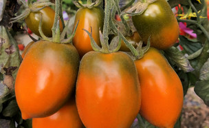 עגבניית קסנטומטו (צילום: עמית קוך)