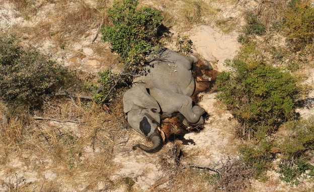 פילים מתים באפריקה (צילום: סוכנויות הידיעות)