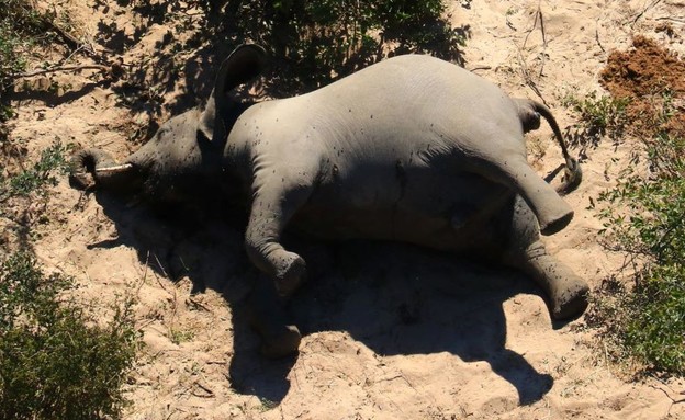 מאות פילים מתו בפתאומיות באפריקה מסיבה לא ידועה (צילום: סקיי ניוז)