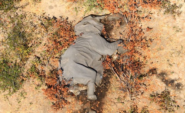 מוות מסתורי של פילים באפריקה (צילום: sky news)