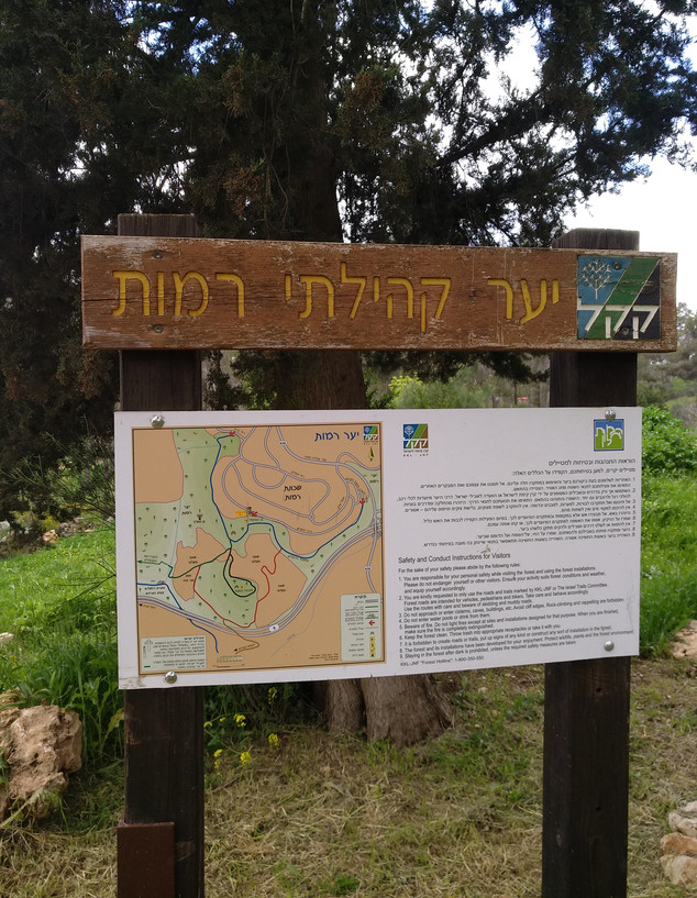 יער רמות (צילום: אריאל בן זאב)