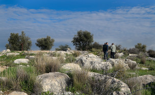 יערות קק"ל (צילום: אבי חיון)