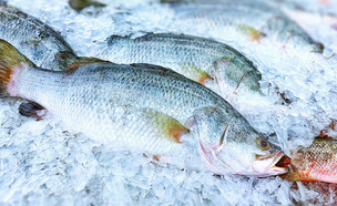דגים קפואים (צילום: shutterstock)