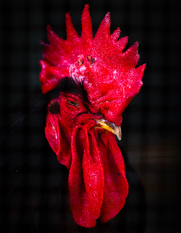 תרנגולות (צילום: עופר חן)