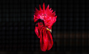 תרנגולות (צילום: עופר חן)