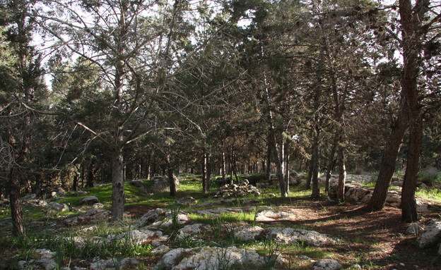 יער אלעד כח (צילום: יעקב שקולניק)