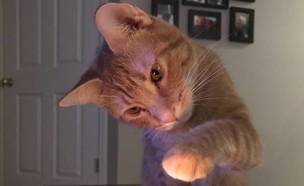 חתול (צילום: Playtonic1/Reddit)
