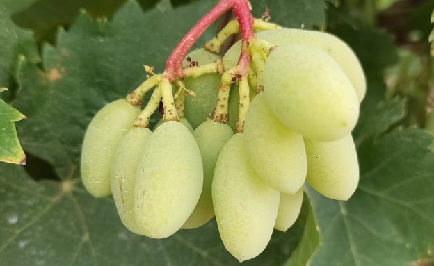 ענבים בכרם (צילום: שירן שלם)