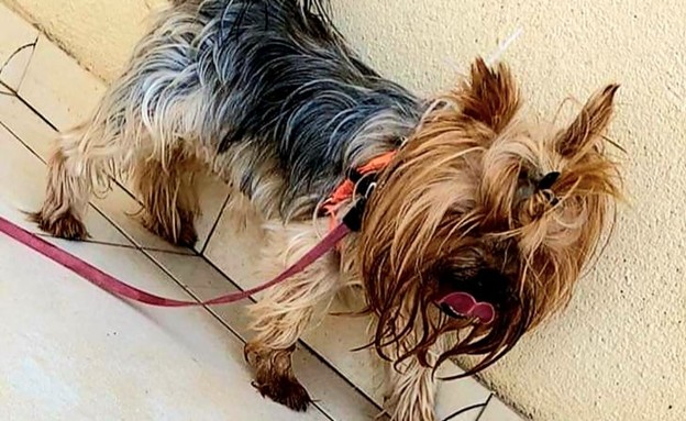 הכלבה לולו נרצחה על פי החשד במושבה יבנאל  (צילום: facebook)