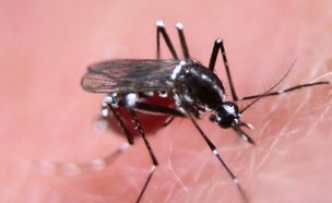 יתוש מהונדס (צילום: CNN)