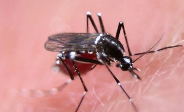 יתוש מהונדס (צילום: CNN)