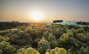 ענבים, פירות, קיץ, שמש, חום (צילום: מאור קינבורסקי, פלאש/90 )