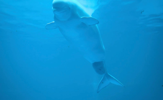 לידת לוויתן (וידאו WMV: יוטיוב )