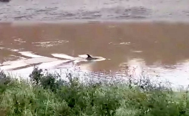 דולפין בנהר (וידאו WMV: פייסבוק, פייסבוק. צילום: שימוש לפי סעיף 27א' לחוק זכויות יוצרים)