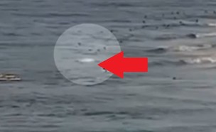 נרצח על ידי כריש (וידאו WMV: יוטיוב )