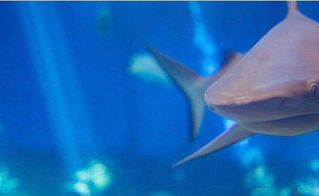 ברוך כריש סנפירתן מהמצפה התת ימי באילת (צילום: פארק המצפה התת ימי אילת)