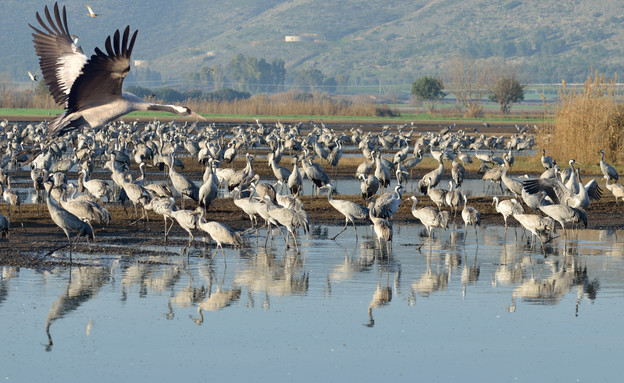 אגמון החולה (צילום: shutterstock Yosefer)