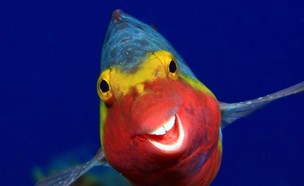 דג מחייך (צילום:   מתוך עמוד האינסטגרם של comedywildlifephoto)
