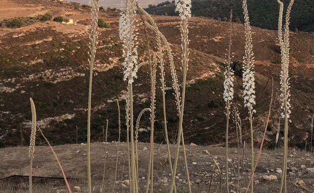 חצבים ביודפת (צילום: אורי ארליך, רשות הטבע והגנים)