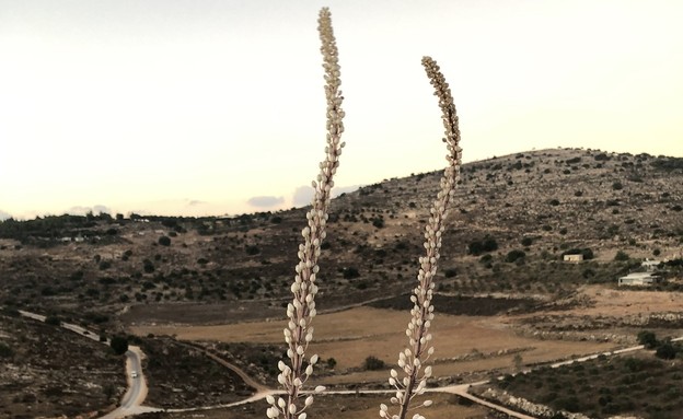 חצבים ביודפת (צילום: אורי ארליך, רשות הטבע והגנים)