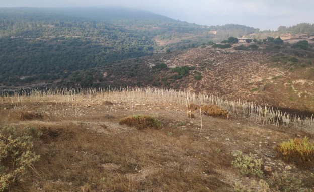 חצבים ביודפת (צילום: שחר שטוי, רשות הטבע והגנים)