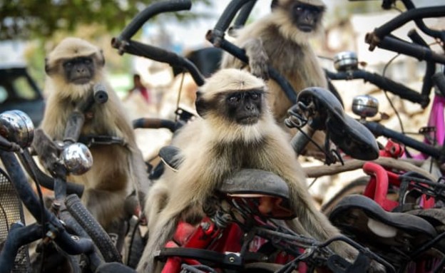 לנגורים משחקים יחד על אופניים בהמפי, הודו. (צילום: comedywildlifephoto)