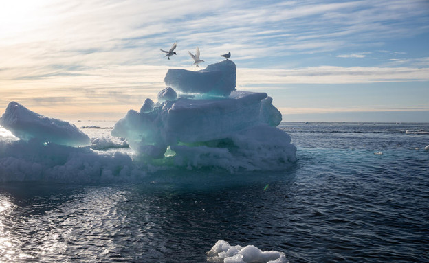 הקוטב הצפוני מתכווץ (צילום: גרינפיס‎)