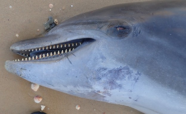 דולפין בבת ים (צילום: רוני זיו)