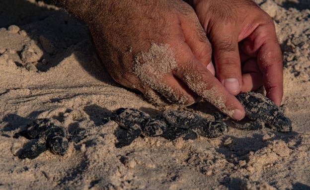 צבי ים (צילום: גיא לויאן, רשות הטבע והגנים)