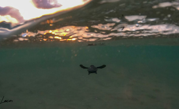 צבי ים (צילום: גיא לויאן, רשות הטבע והגנים)