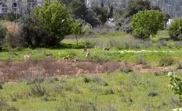 עמק הצבאים (צילום: דב גרינבלט)