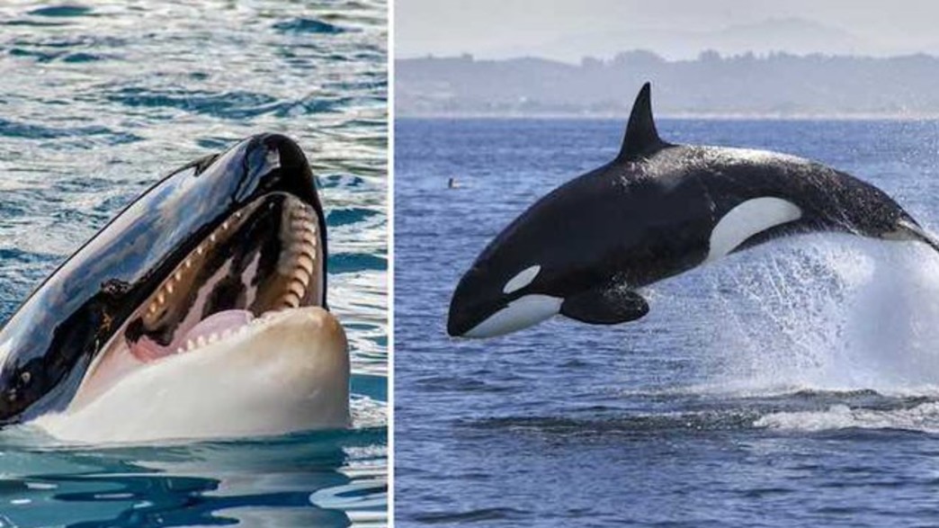 לווייתן קטלן