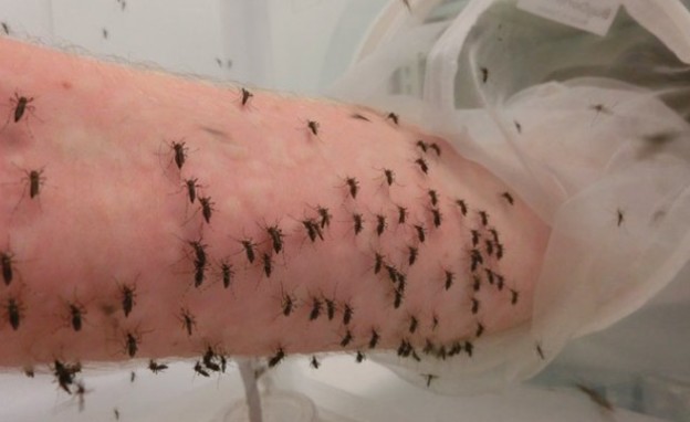 המדען שנותן לאלפי יתושים לעקוץ את זרועו (צילום: twitter)
