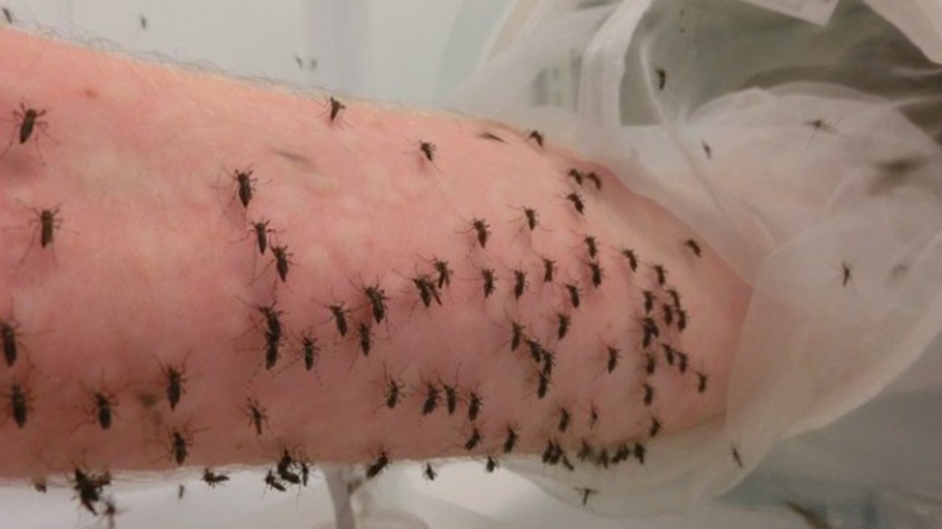 המדען שנותן לאלפי יתושים לעקוץ את זרועו (צילום: twitter)