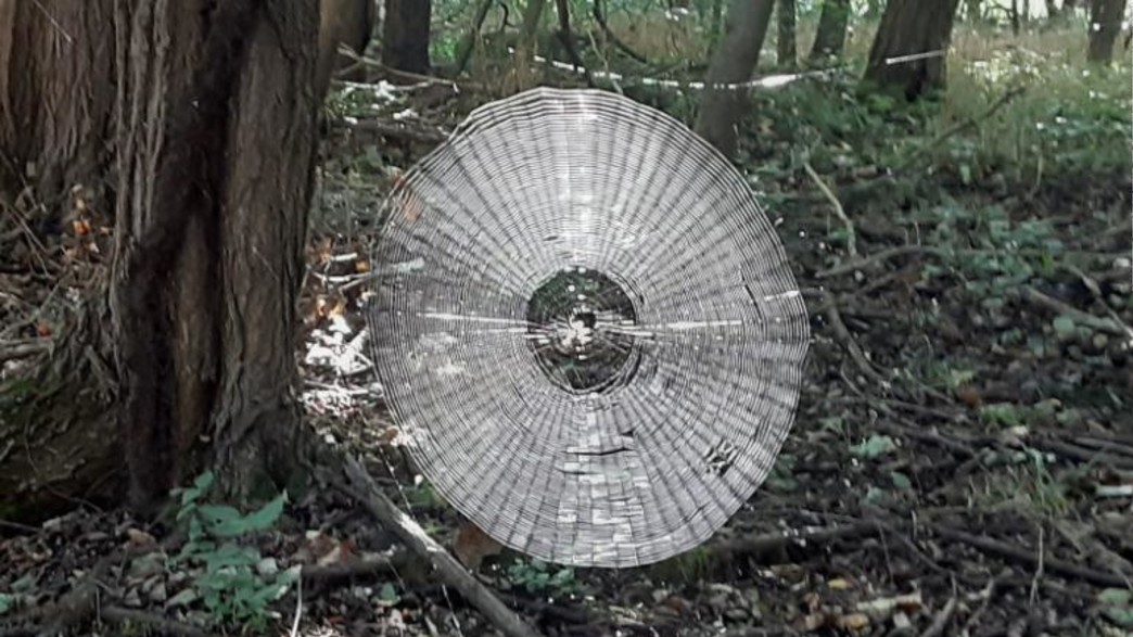 רשת עכביש עצומה התגלתה במיזורי