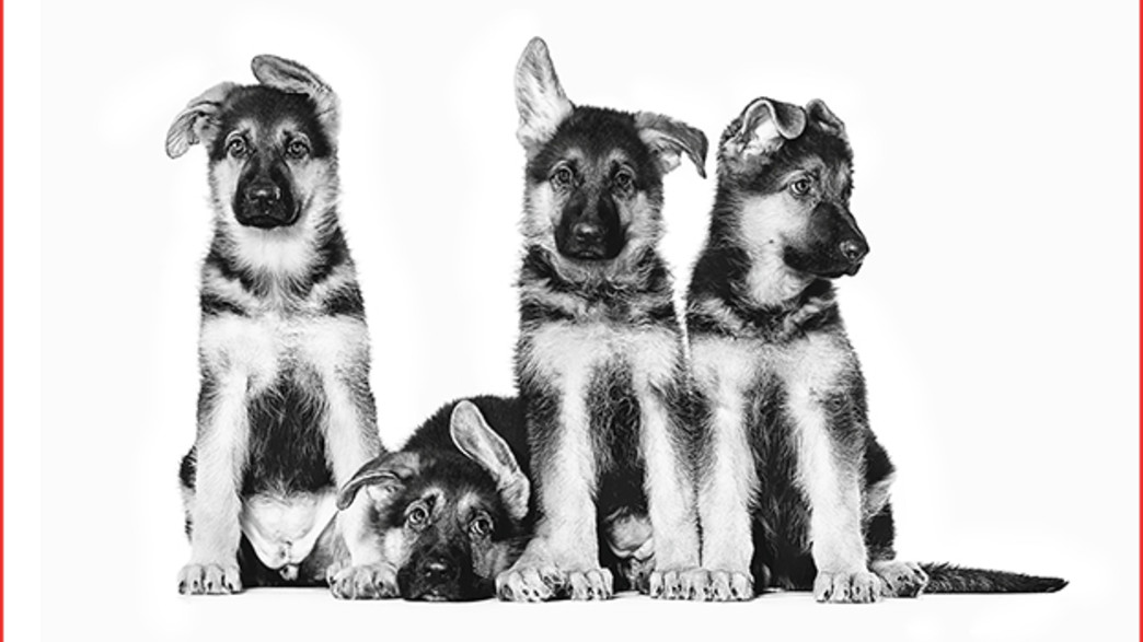 השנה הראשונה בחייו של הכלב