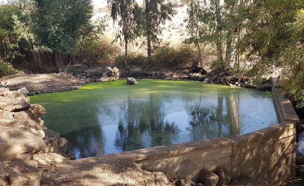  ריק בצפון (צילום: אורלי גנוסר)